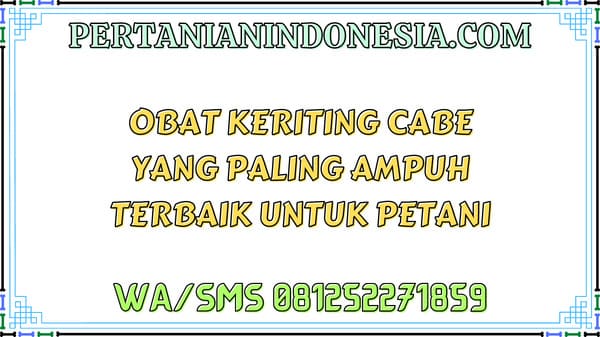 Obat Keriting Cabe Yang Paling Ampuh Terbaik Untuk Petani